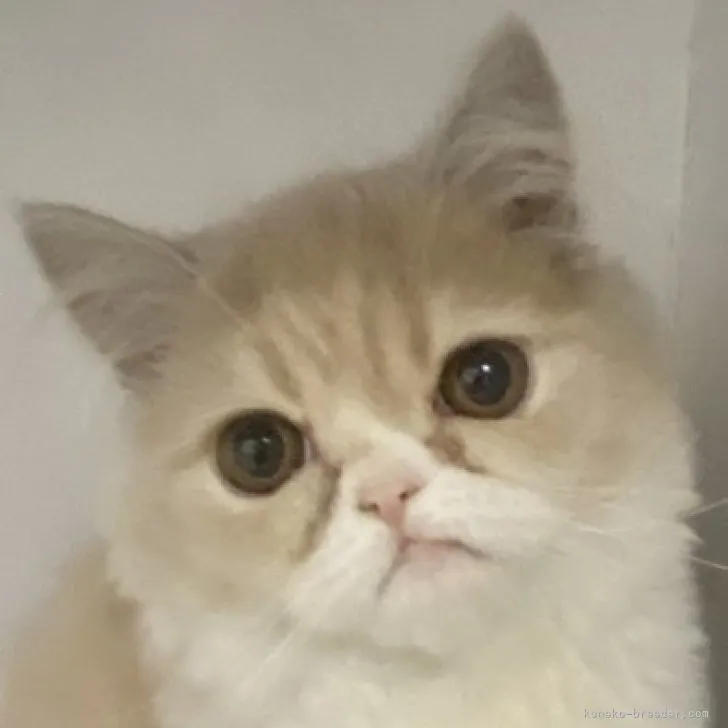 ID:2309-00305の子猫