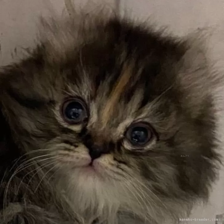 ID：2401-02436の子猫