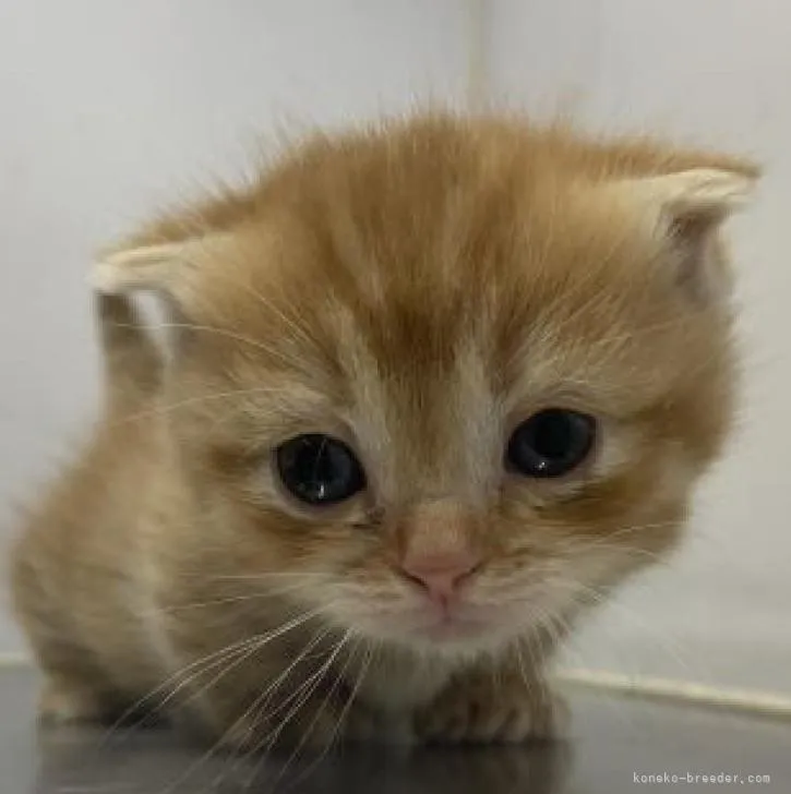 ID：2302-00048の子猫