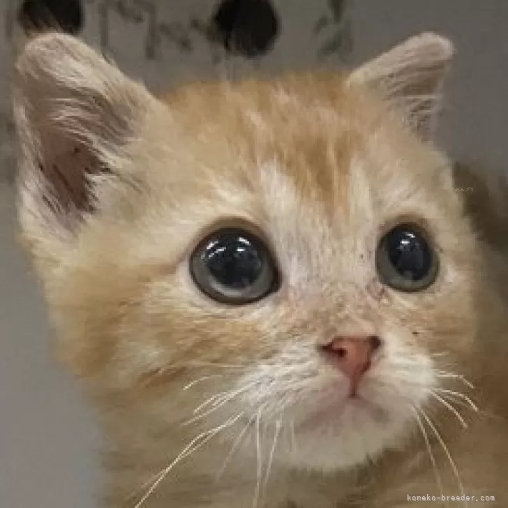 ID：2407-01377の子猫