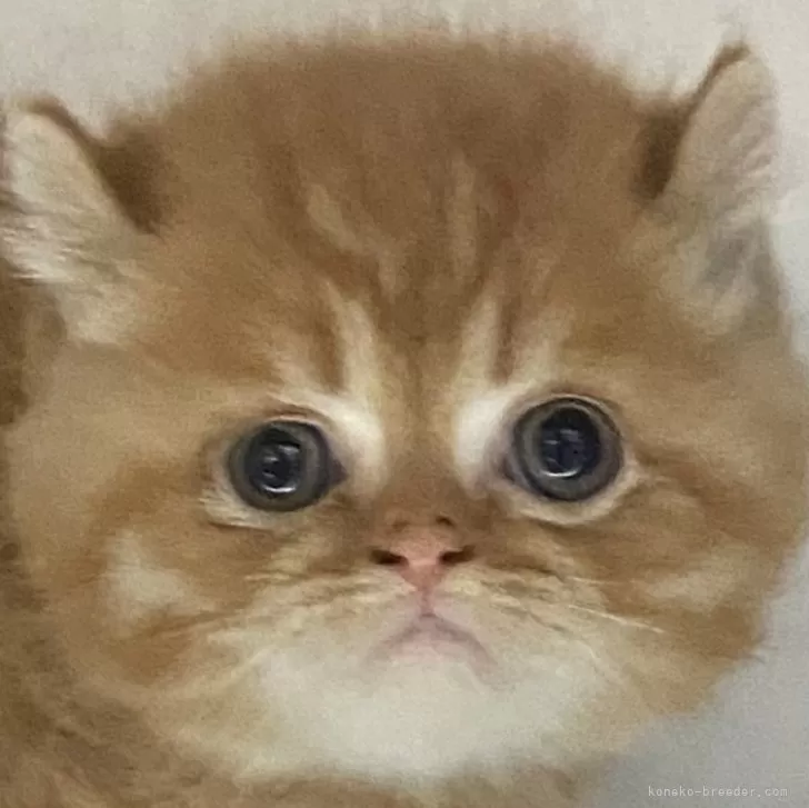 ID：2401-02247の子猫