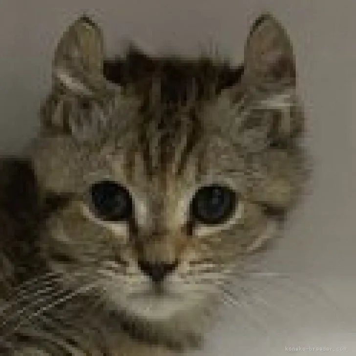 ID：2306-00985の子猫