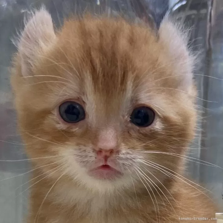 ID:2409-02080の子猫