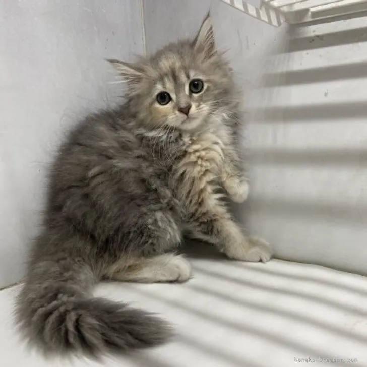 ID:2304-01575の子猫