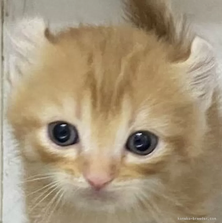 ID:2405-00609の子猫