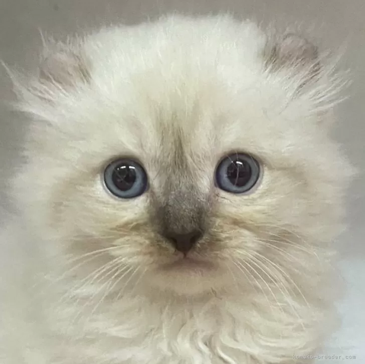 ID：2402-02064の子猫