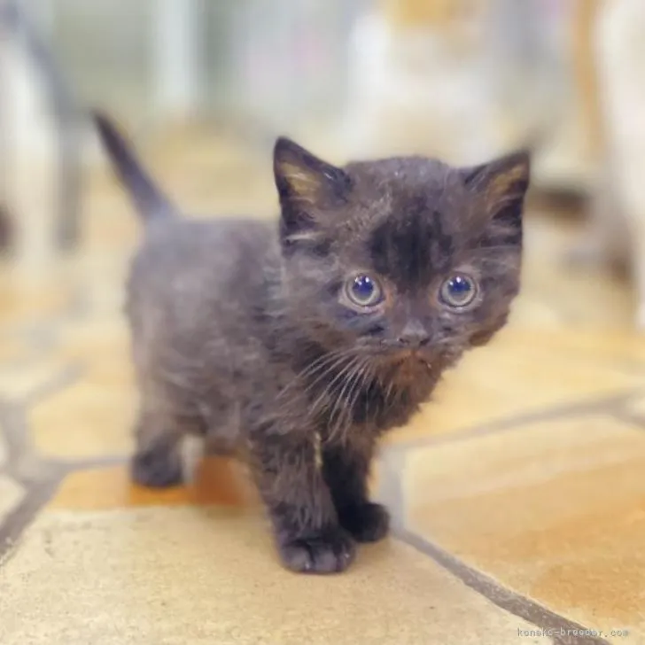 ID:2208-01409の子猫