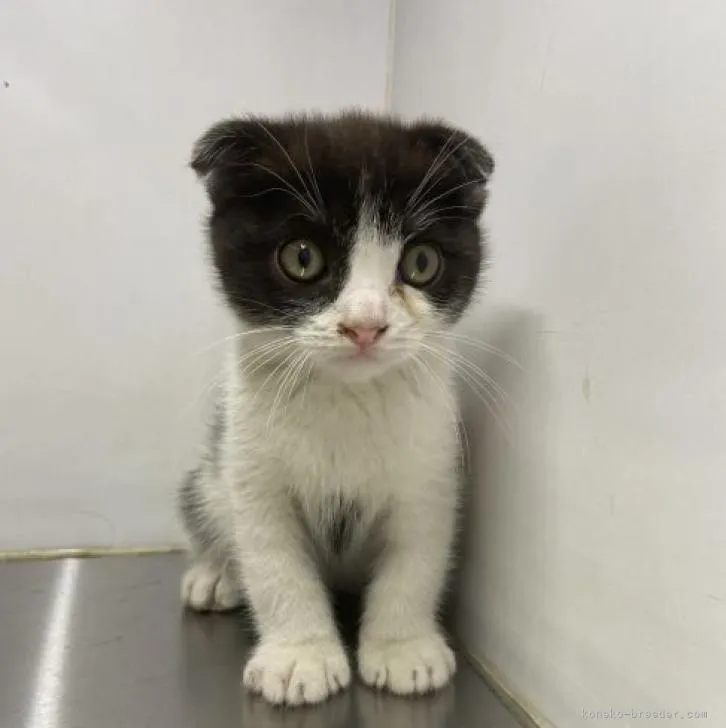 ID：2210-02533の子猫