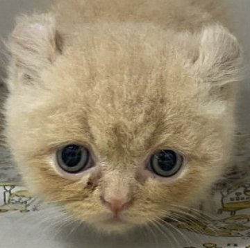 アメリカンカール【東京都・男の子・2024年2月22日・クリームタビー】の写真「ちょっとシャイな男の子」