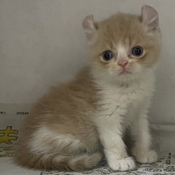 アメリカンカール【東京都・男の子・2024年2月22日・クリームタビーホワイト】の写真「ちょっとシャイな男の子
5月25日までの掲載」