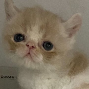 アメリカンカール【東京都・男の子・2024年2月22日・クリームタビーホワイト】の写真「鼻ぺちゃのカールです」