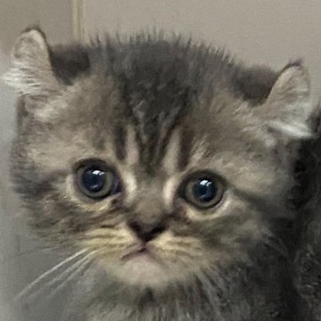 アメリカンカール【東京都・男の子・2023年11月18日・ブルータビー】の写真「1月28日迄の掲載
活発な男の子」