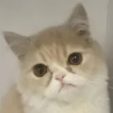 ミヌエット(長足)【東京都・女の子・2023年7月12日・クリームタビーホワイト】の写真1