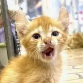 アメリカンカール【東京都・男の子・2022年4月25日・レッドタビー】の写真1