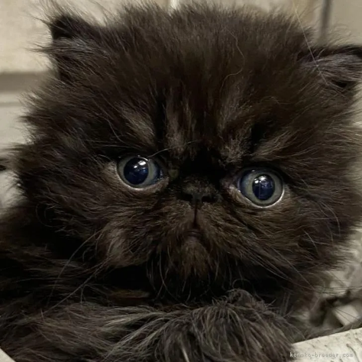 ID:2210-01749の子猫