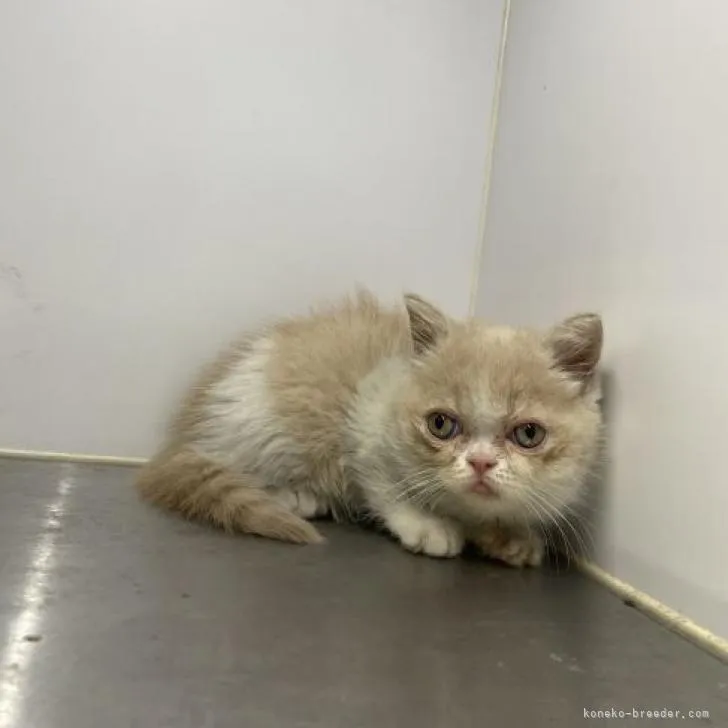 ID：2212-01354の子猫