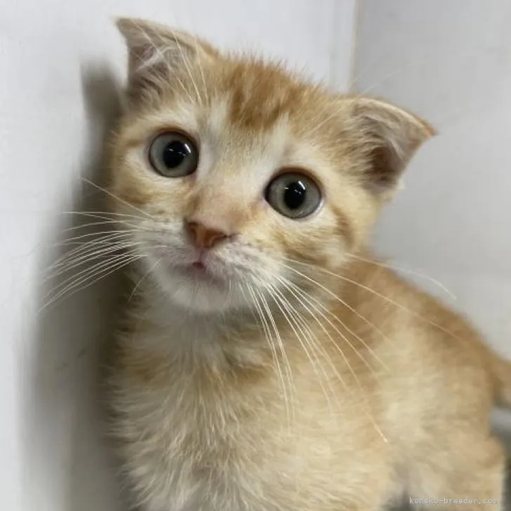 Y.S 様のお迎えした子猫