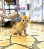 アメリカンカール【東京都・男の子・2022年4月25日・レッドタビー】の写真2