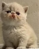 エキゾチックショートヘア【東京都・女の子・2024年5月8日・クリーム】の写真3