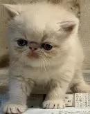 エキゾチックショートヘア【東京都・女の子・2024年5月8日・クリーム】の写真4