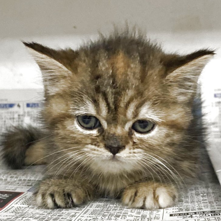 ブリーダー画像