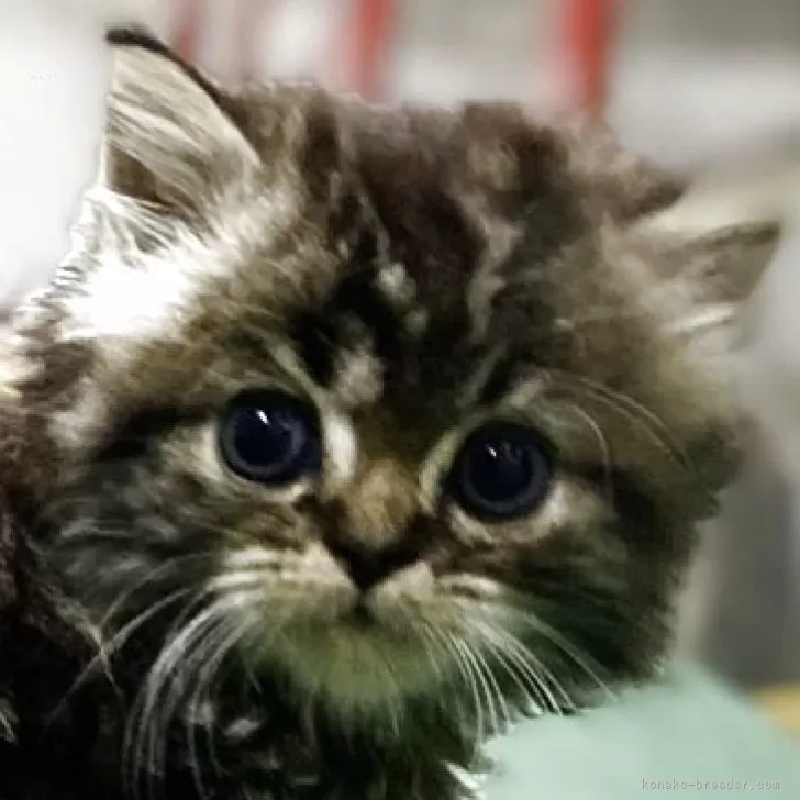 ミヌエット(長足)【東京都・男の子・2025年7月3日・ブラウンタビー】の写真1