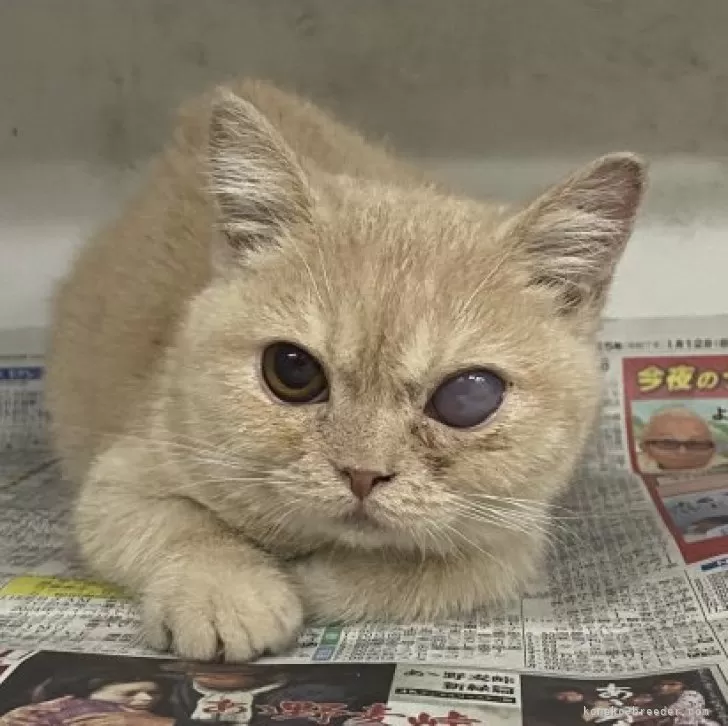 ID：2503-00867の子猫
