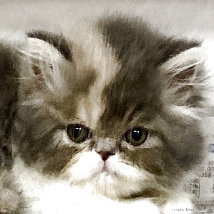 ブリーダー画像