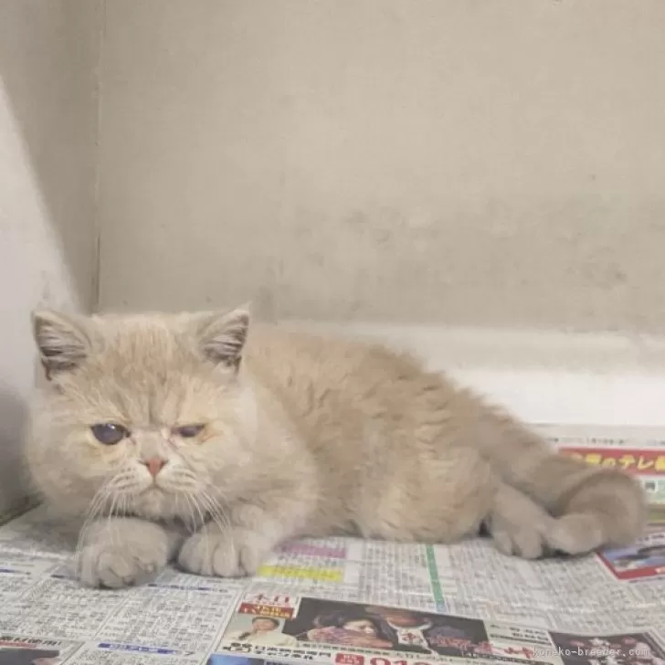 ID:2503-00868の子猫