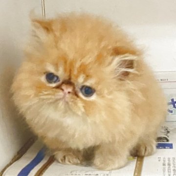 エキゾチックロングヘア【東京都・男の子・2025年5月1日・レッドタビー】の写真「シャイな男の子」