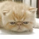エキゾチックショートヘア