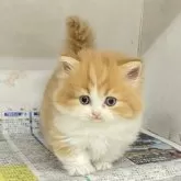 ミヌエット(短足)