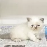 エキゾチックショートヘア