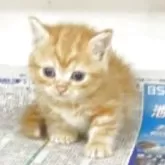 マンチカン(短足)