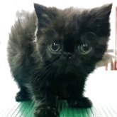 エキゾチックショートヘア