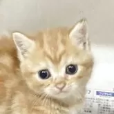 マンチカン(長足)