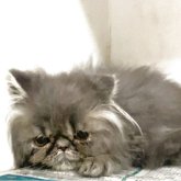 エキゾチックロングヘア