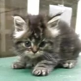 ミヌエット(長足)【東京都・男の子・2025年7月3日・ブラウンタビー】の写真2