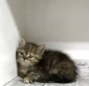 ミヌエット(長足)【東京都・女の子・2025年7月3日・キャリコ】の写真4