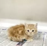 マンチカン(短足)【東京都・女の子・2025年7月22日・レッドタビー】の写真4