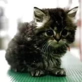 ミヌエット(長足)【東京都・男の子・2025年7月3日・ブラウンタビー】の写真5