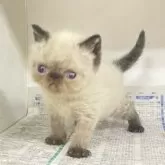 エキゾチックショートヘア【東京都・男の子・2025年7月27日・ポイントカラー】の写真7