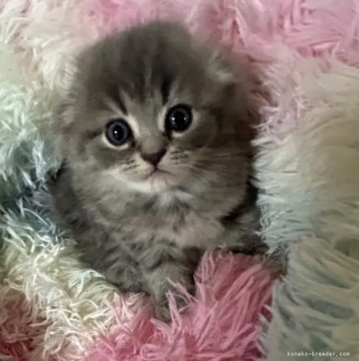 ID:2312-00695の子猫