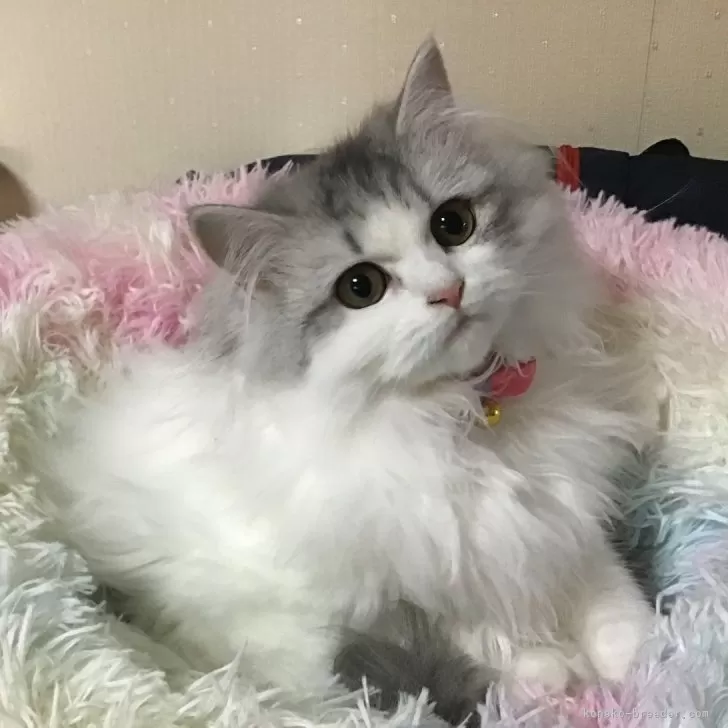 ID：2406-02947の子猫