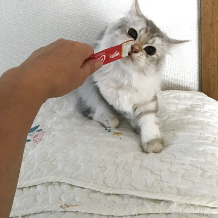 ブリーダー画像