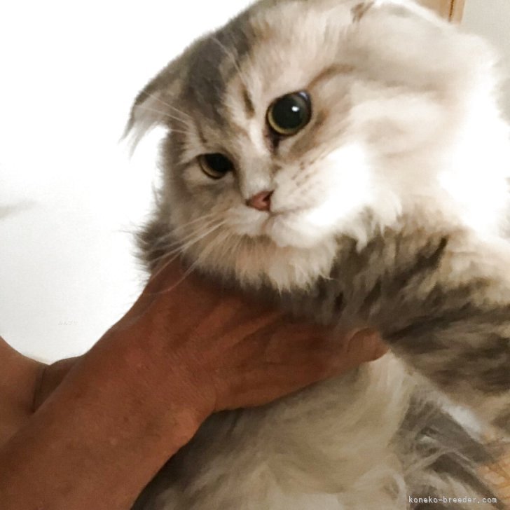 ブリーダー画像