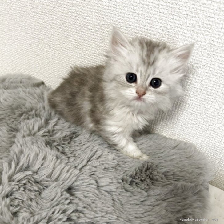 ブリーダー画像