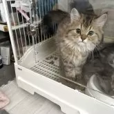 ミヌエット&スコテッシュフォールド