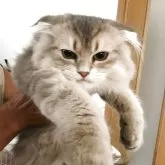 スコティッシュ&ミヌエット【千葉県・男の子・2025年3月15日・シルバータビーホワイト】の写真2