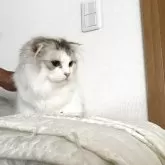 スコティッシュ&ミヌエット【千葉県・女の子・2025年3月15日・シルバータビーホワイト】の写真2